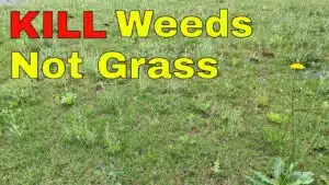 How To Kill Weeds In a Lawn Without Killing Grass