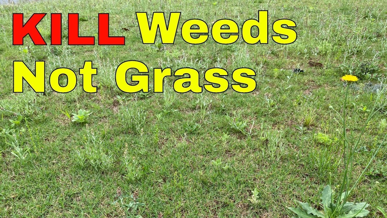 How To Kill Weeds In a Lawn Without Killing Grass