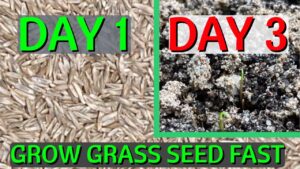 How To Make Grass Seed Grow Faster