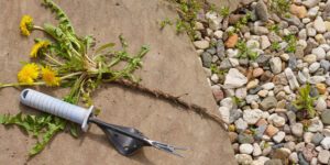 How To Pull Out Dandelions