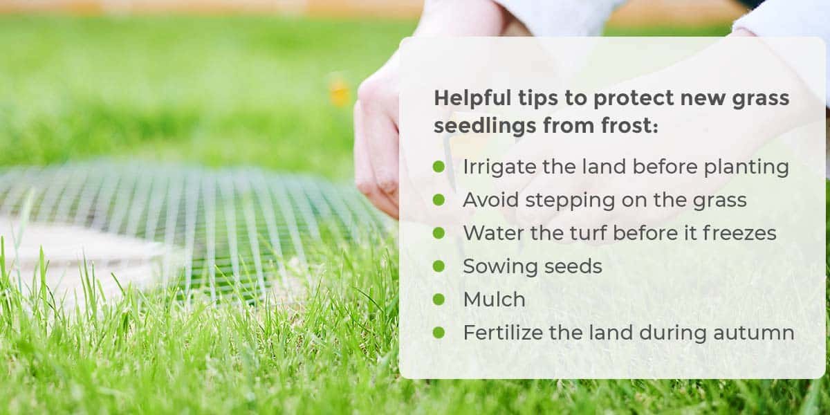 Protect New Grass Seed From Frost
